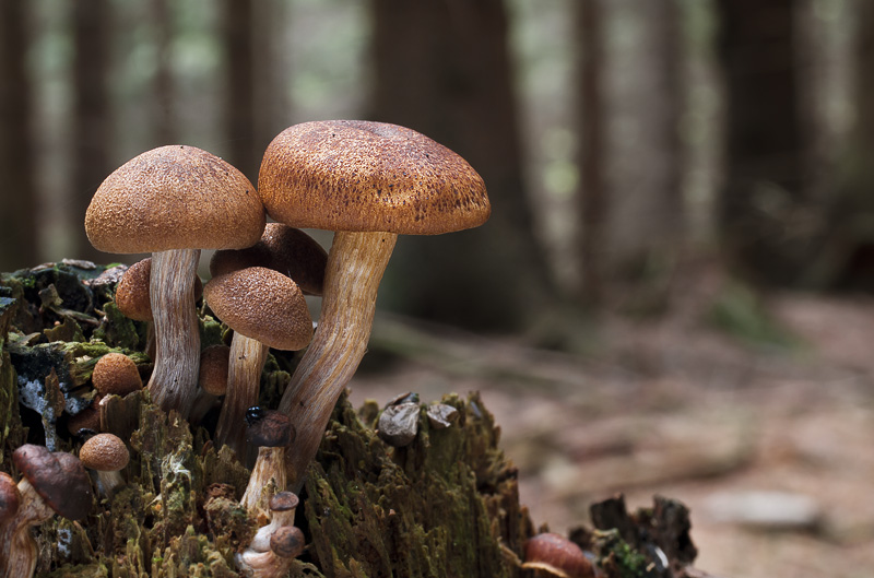 Gymnopilus sapineus